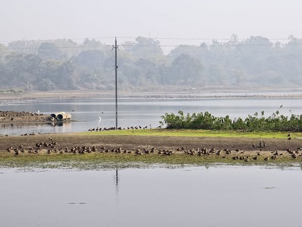 प्रवासी पक्षियों की घटती चहचहाहट, चित्तरंजन जलाशय पर संकट 2 IMG 20260120 WA0085