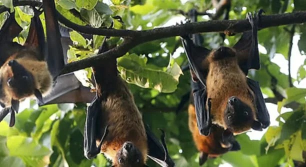 निपाह अलर्ट: रविवार को अलीपुर चिड़ियाघर में चमगादड़ों की जांच